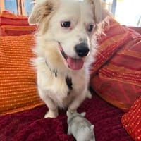 Kleiner, bildhübscher Finn wartet auf seine Familie!❤, Hund zur Adoption