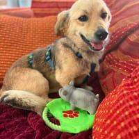 Kleiner Teddy wartet auf seine Familie!❤, Hund zur Adoption