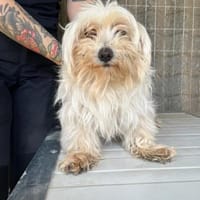 Koli  kleiner Schatz sucht sein Glück, Hündin zur Adoption