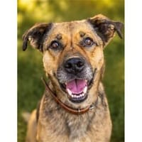 Cody - wartet in 97258 Oberickelsheim, Hund zur Adoption