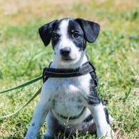 Bohem - fröhlicher kleiner Hundejunge, Hund zur Adoption