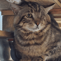 MARIO, chat à adopter