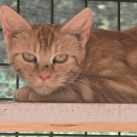 PAPAYE, chatte à adopter