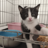 BERLIOZ, chat à adopter