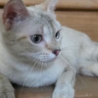 CVETA, chatte à adopter
