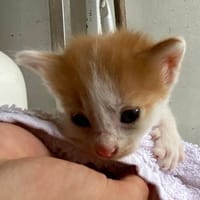 KIKO, chat à adopter