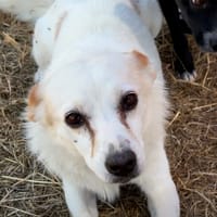 Jenna, chienne à adopter