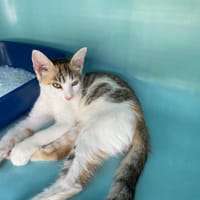 RUSSULA, chatte à adopter