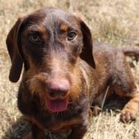 Archibald, chien à adopter