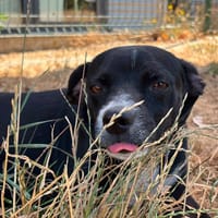 tigrou, chien à adopter