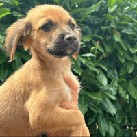 Puppy, chienne à adopter