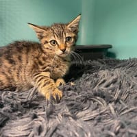 DONATELLO, chat à adopter