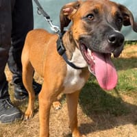 BEETHOVEN, chien à adopter