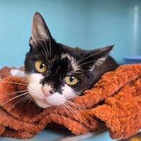 JESSIE, chatte à adopter