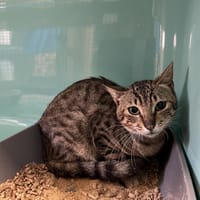 CHOUPY, chat à adopter