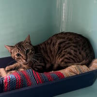 CHOUPY, chat à adopter