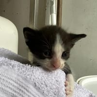 KAZOO, chat à adopter