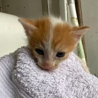 KIMY, chatte à adopter