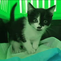 TOULOUSE, chat à adopter