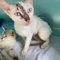 ERIN, chatte à adopter