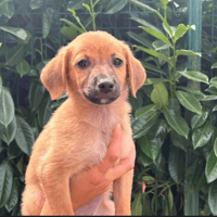 Tres, chienne à adopter