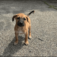 dos, chien à adopter