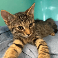 JACE, chat à adopter