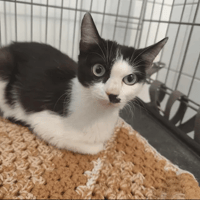 MARIE, chatte à adopter