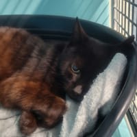 Froggy, chatte à adopter