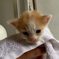KLOE, chatte à adopter