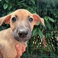 quatro, chien à adopter