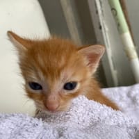 KAZAN, chat à adopter