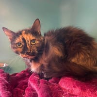 POCAHANTAS, chatte à adopter