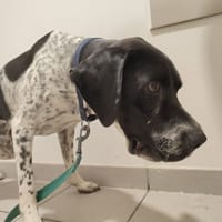 MAYKO QCN, chien à adopter