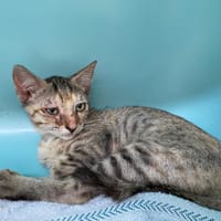 ELEONOR, chatte à adopter