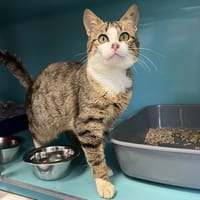 PATOUNE, chat à adopter