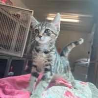 Banshee, chatte à adopter