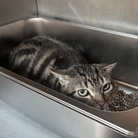 Pilou, chat à adopter