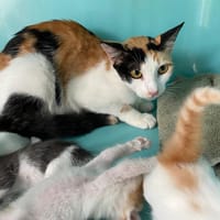 KLARISSE, chatte à adopter