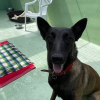 Ama, chienne à adopter