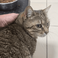 TAHITI, chatte à adopter