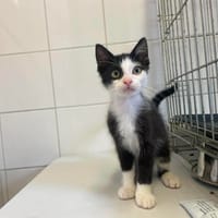 CHAPLIN, chat à adopter