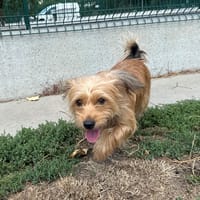 ZARAH, chienne à adopter