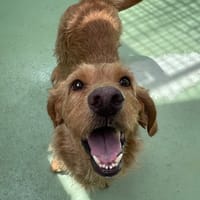 Oz, chien à adopter