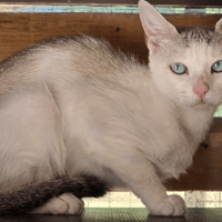 CHIPS, chatte à adopter