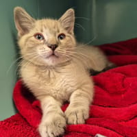 BIBOP QCT, chat à adopter