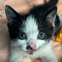 Speak, chatte à adopter