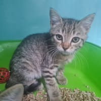 ROMEO, chat à adopter