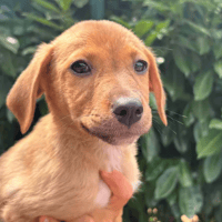 uno, chienne à adopter