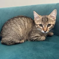 BOB, chat à adopter